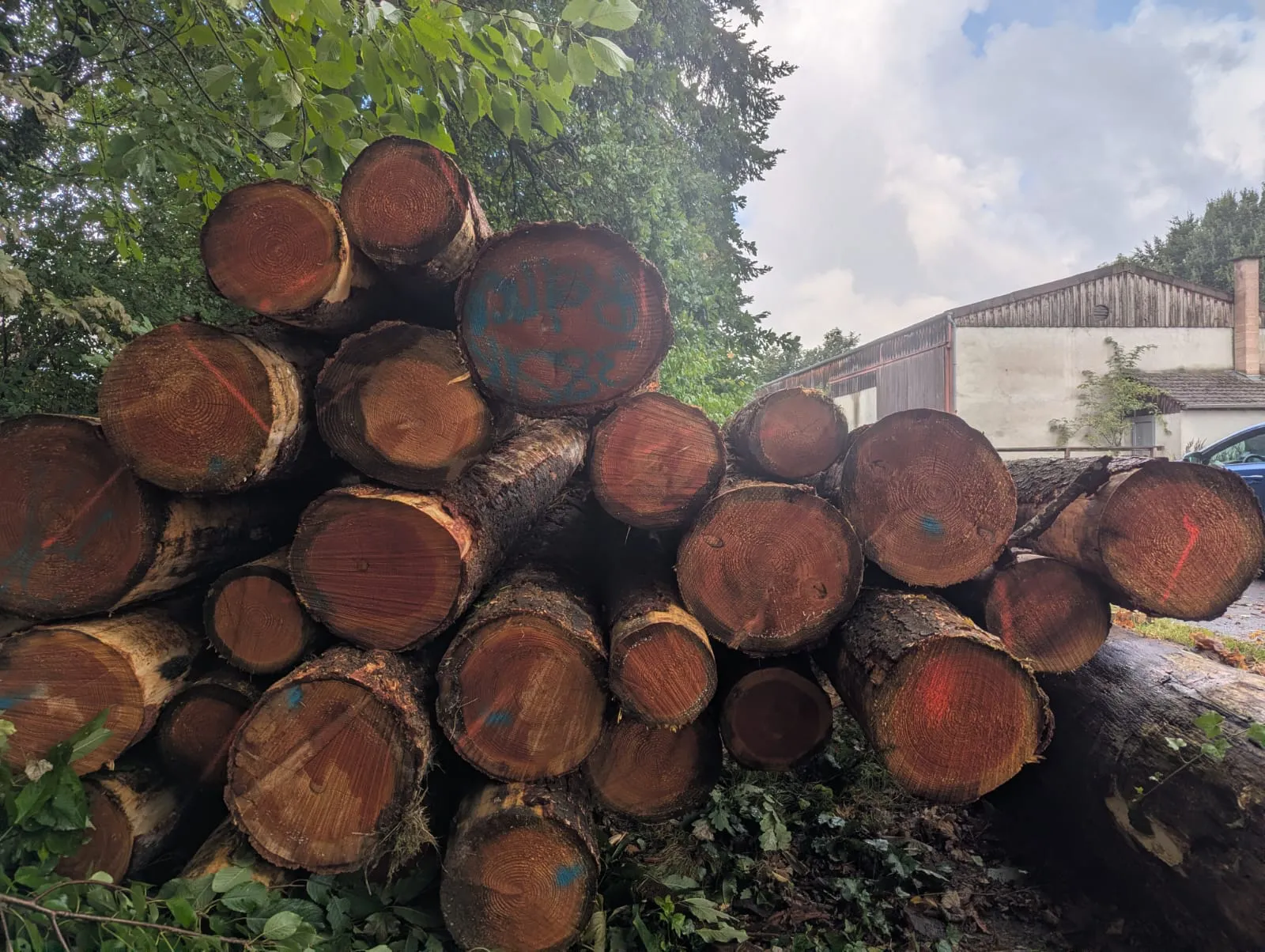 Stammholz-Lagerplatz in Hennef